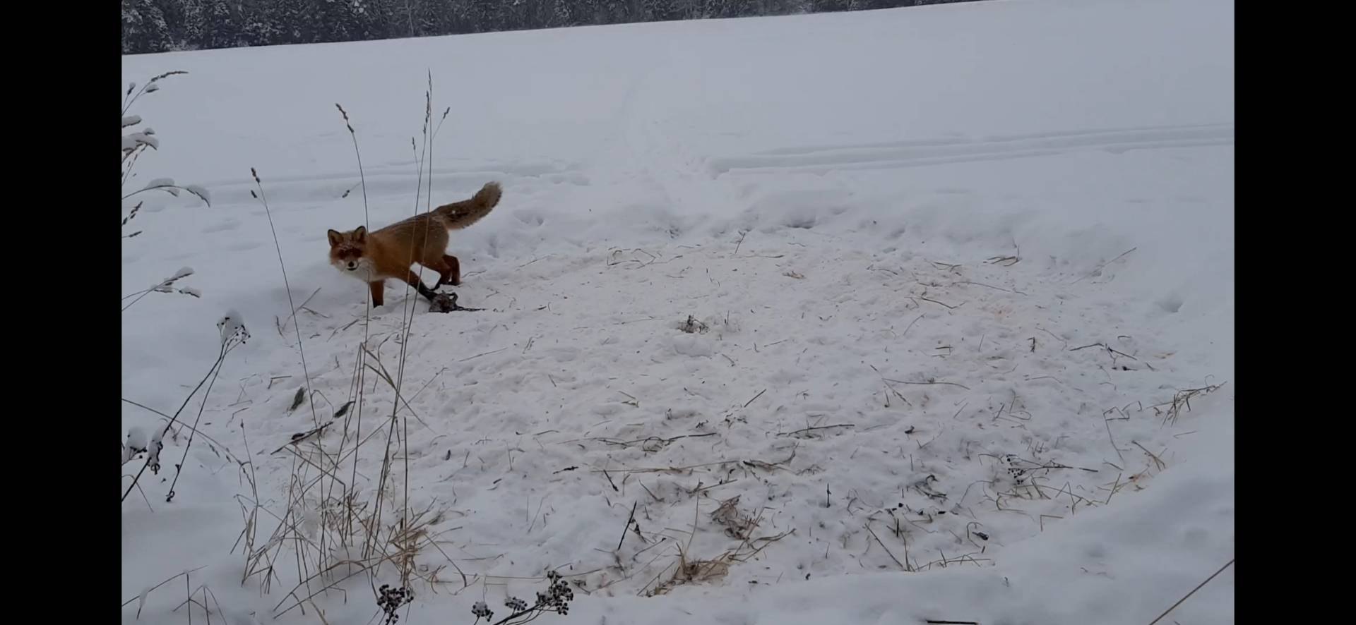 Охота на лис 2020. Охота на лисицу на приваде. Охота на лису на приваде из засидки.