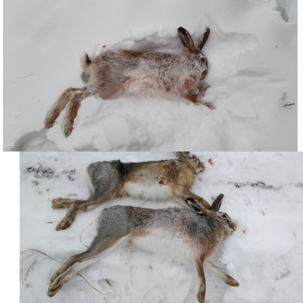 Без зайцев новинки. Охота на зайца в Поволжье. Фото с охоты снегоход и зайцы. Как различает охотничья собака Зайцев.
