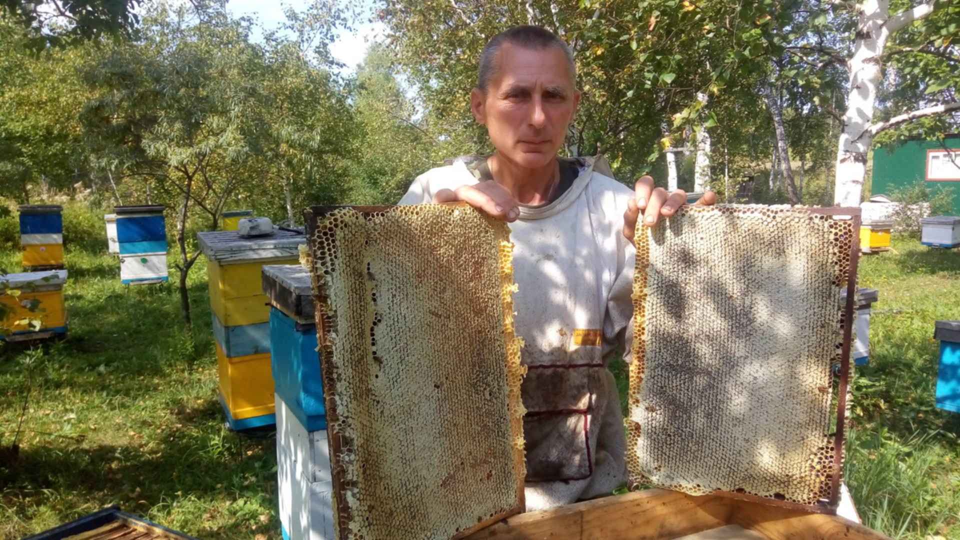 Ефименко пчеловод. Семейная пасека. Семейная пасека Шаповаловых Омск. Один день из жизни пчеловода.