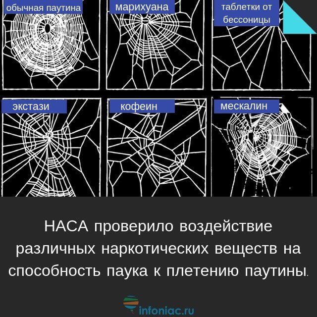 По стенам около картин лепилась в виде фестонов паутина напитанная пылью