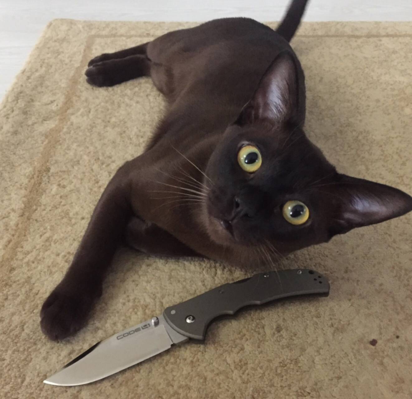 Cat knife