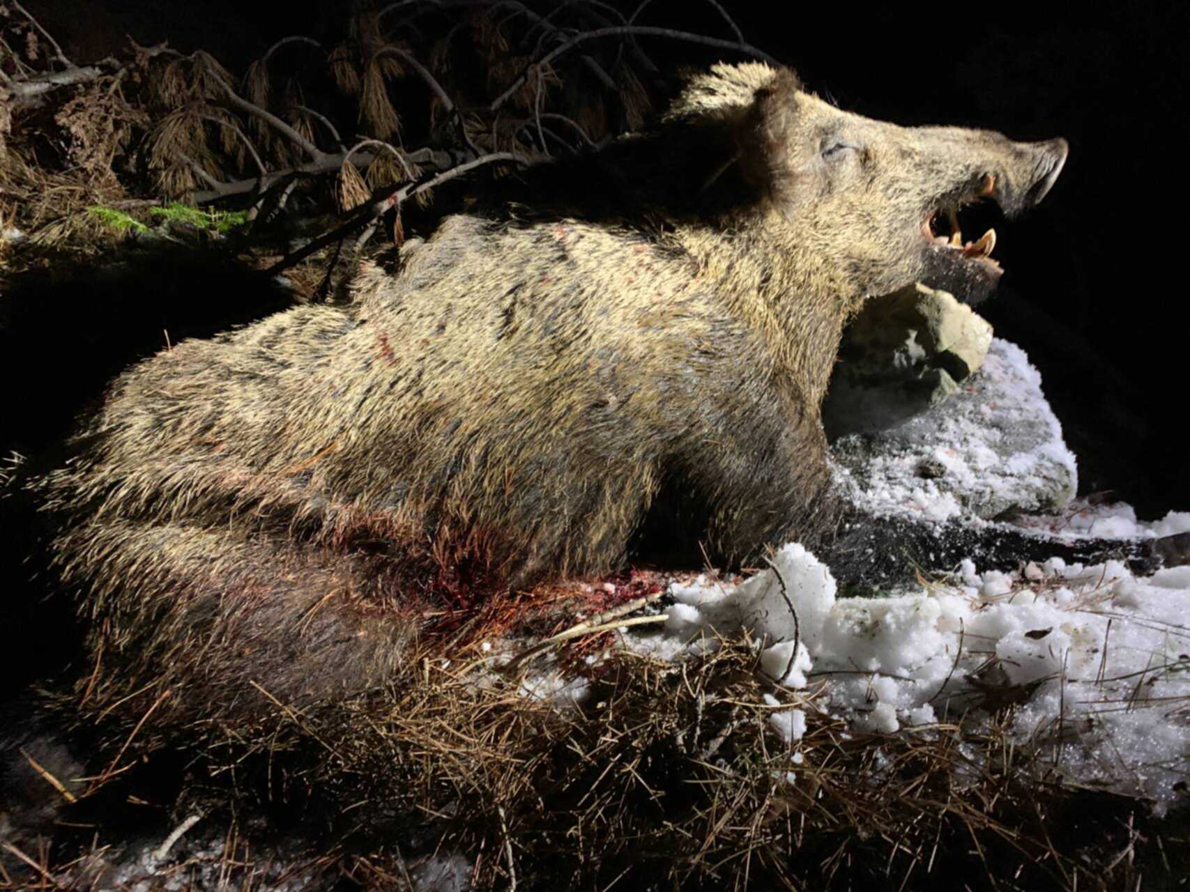 Jagd auf. Jagd auf