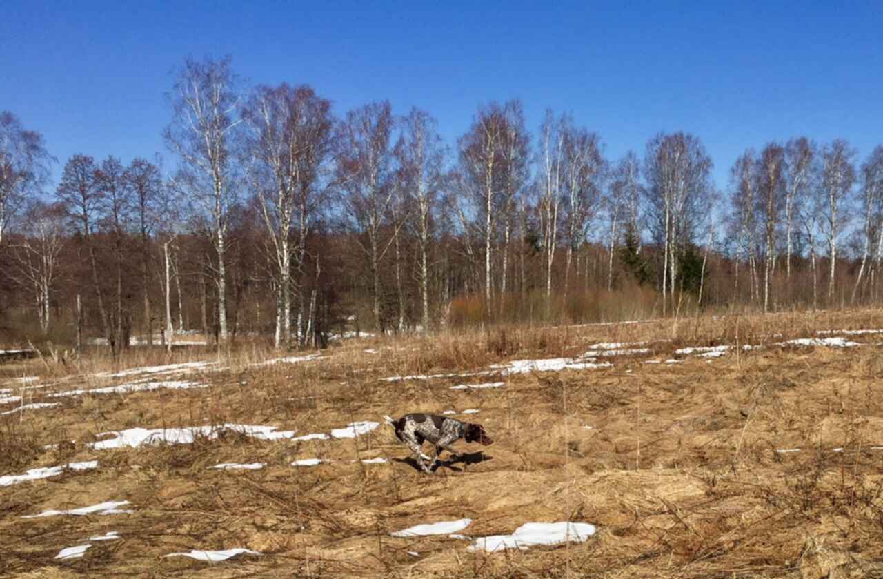 Открытие весенней охоты 2024. Весенняя охота 2021 в Московской области. Весенняя охота 2021 на Камчатке. Охота на глухаря весной 2021.