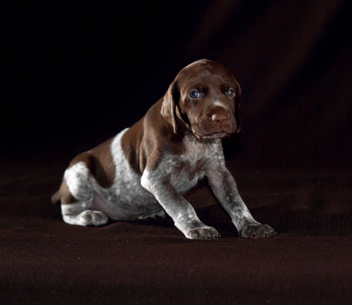 Курцхаар фото собаки коричневый