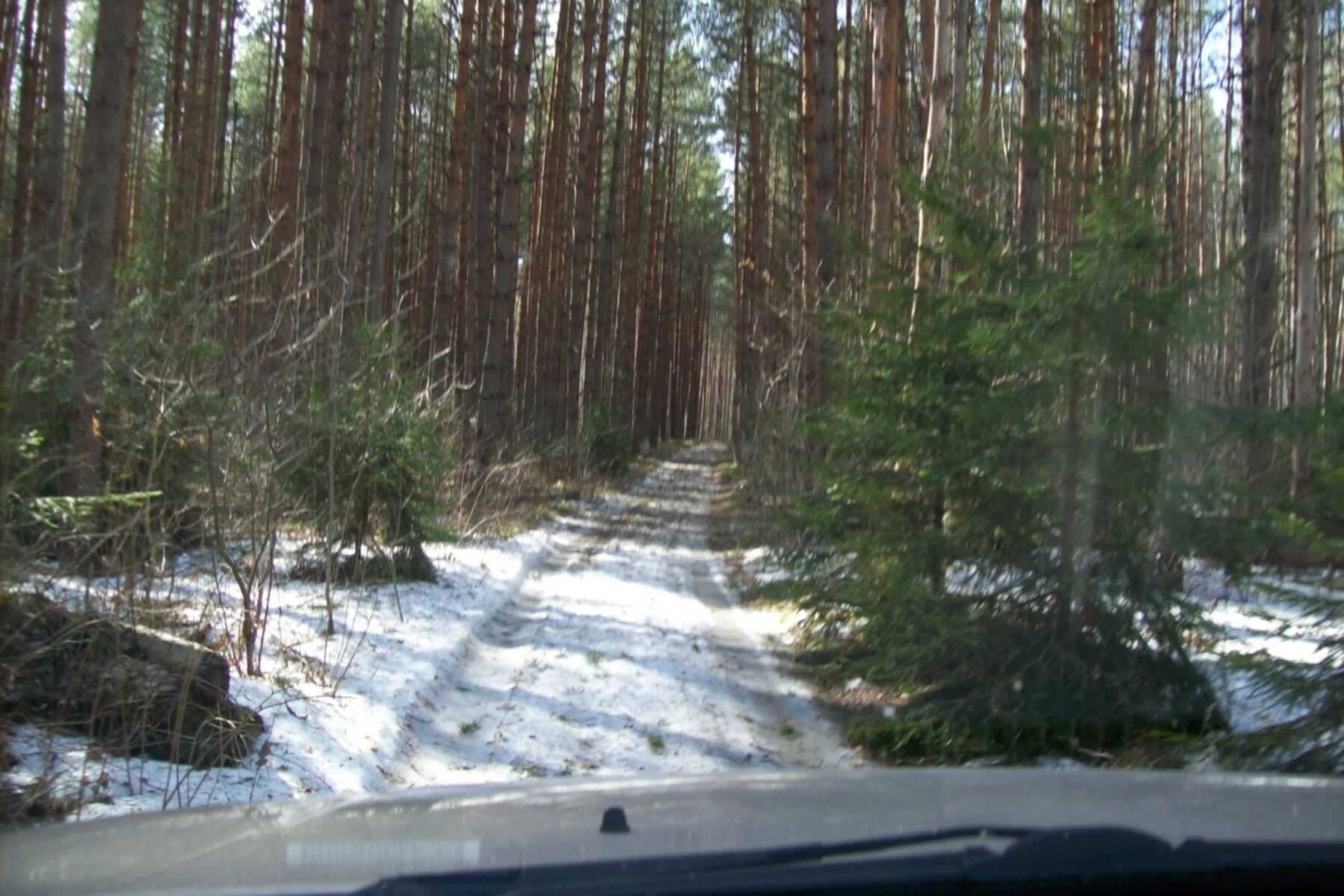 Старую проститутку пустили по кругу в летнем лесу