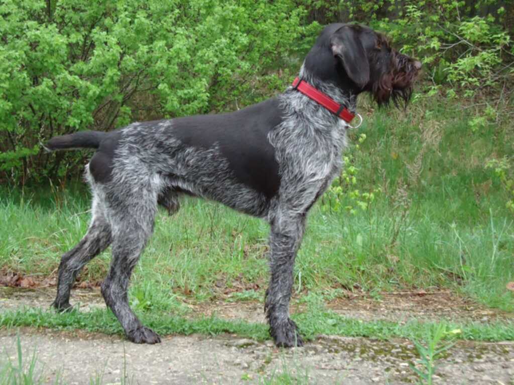 Купить Дратхаара Для Охоты На Авито