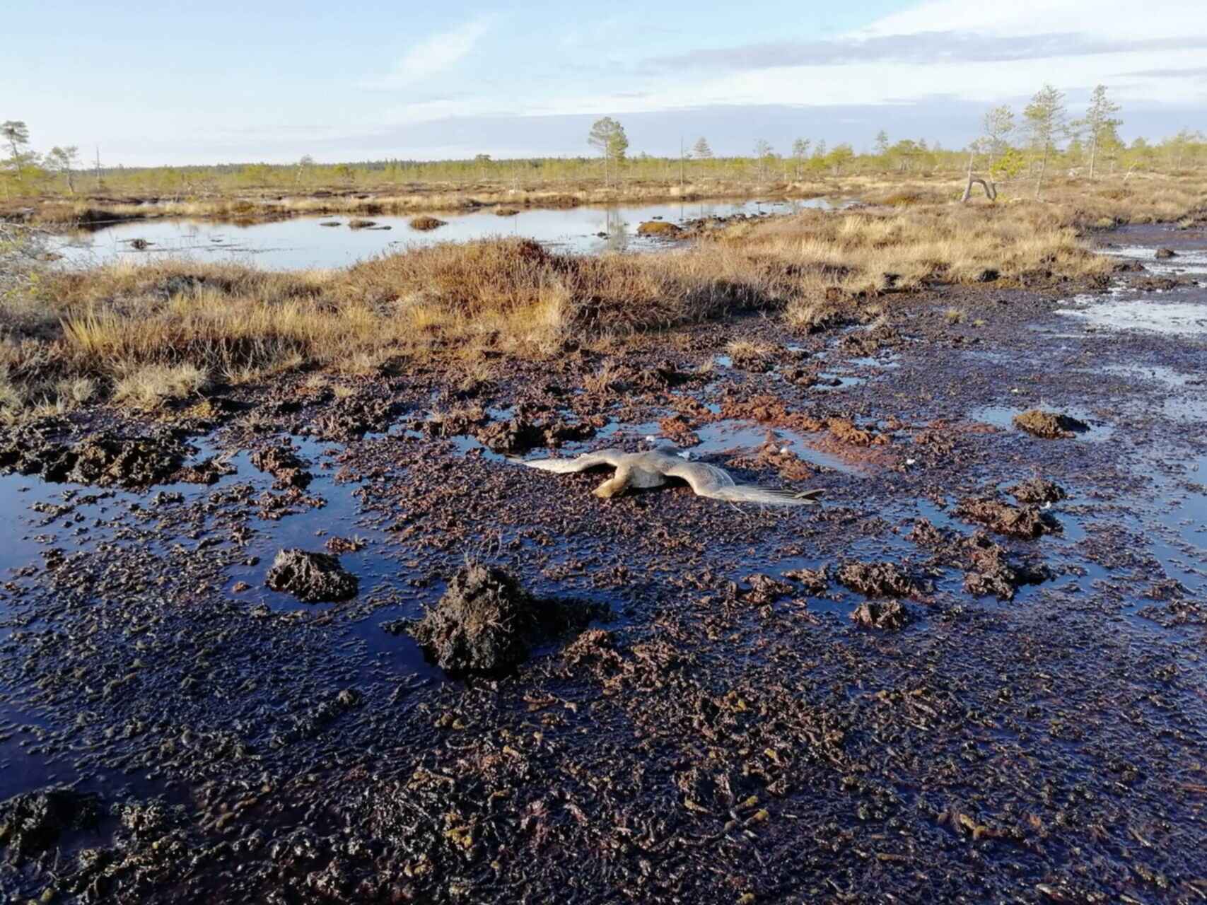 Проклятия пустынных болот. ДЗЯКИНСКОЕ болото. Болото в Архангельской области. Охота на гуся на болоте 2022.