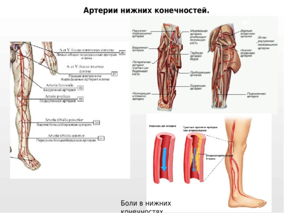 Артерии нижних конечностей анатомия схема. Вены и артерии нижних конечностей схема. Кровоснабжение нижней конечности схема вены. Артерии нижних конечностей вид спереди. Артериальная система нижних конечностей.