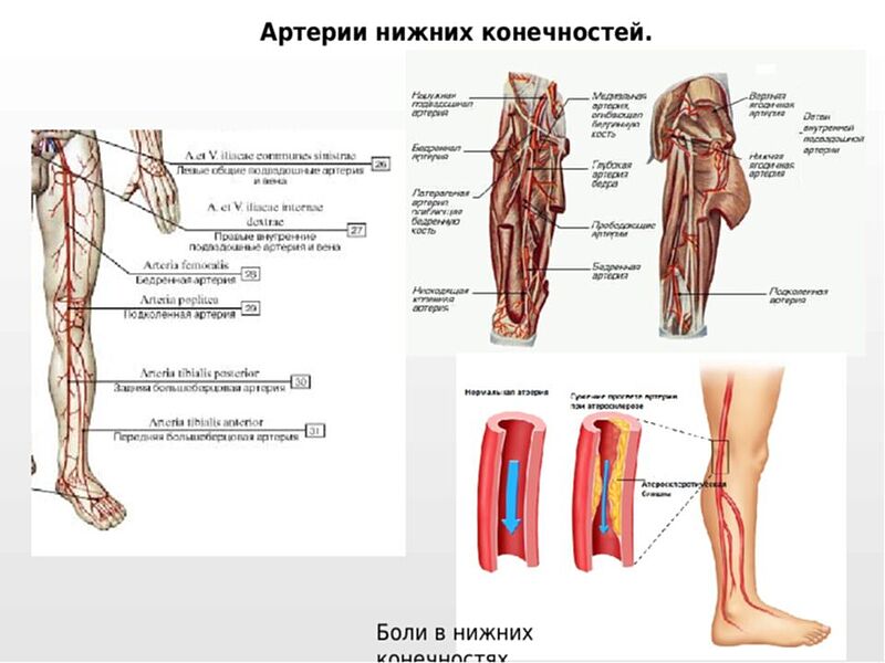 Фото вен и артерий на ногах человека расположение