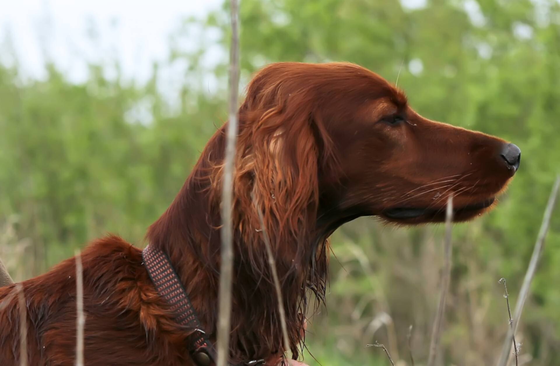 Характер ирландского сеттера