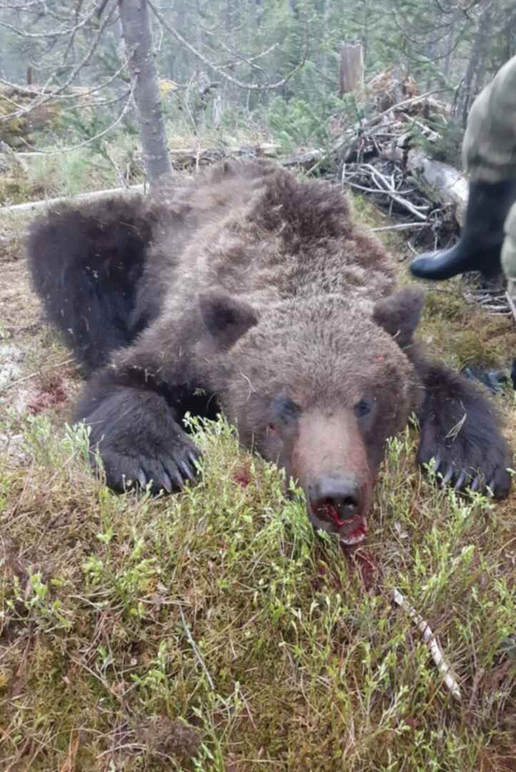 Загрыз медведь фото