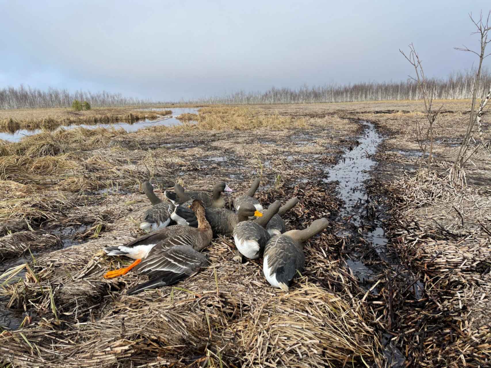 Сроки весенней охоты 2024 в башкирии. Открытие охоты на гуся 2021. Картина охота на гусей. Весенняя охота тундра.
