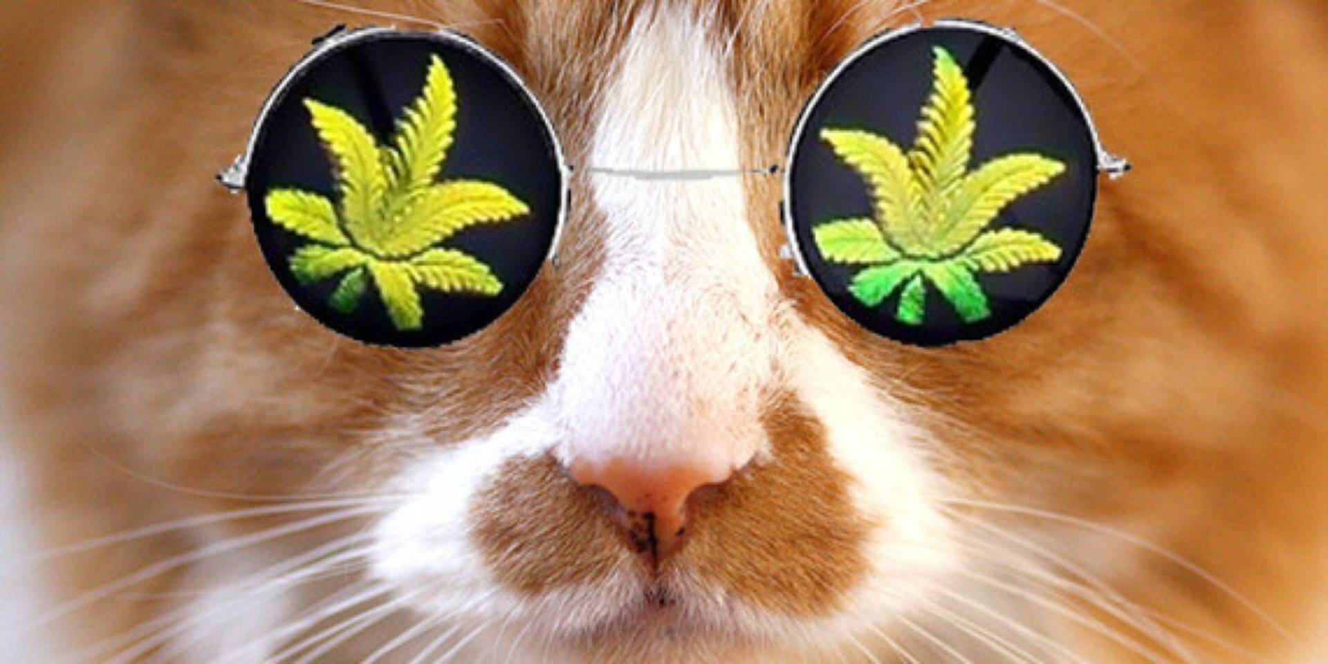 Кот под марихуаной самый дорогой сорт марихуаны