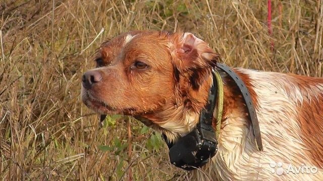 Купить Щенка Бретонского Эпаньоля В Ростовской Области