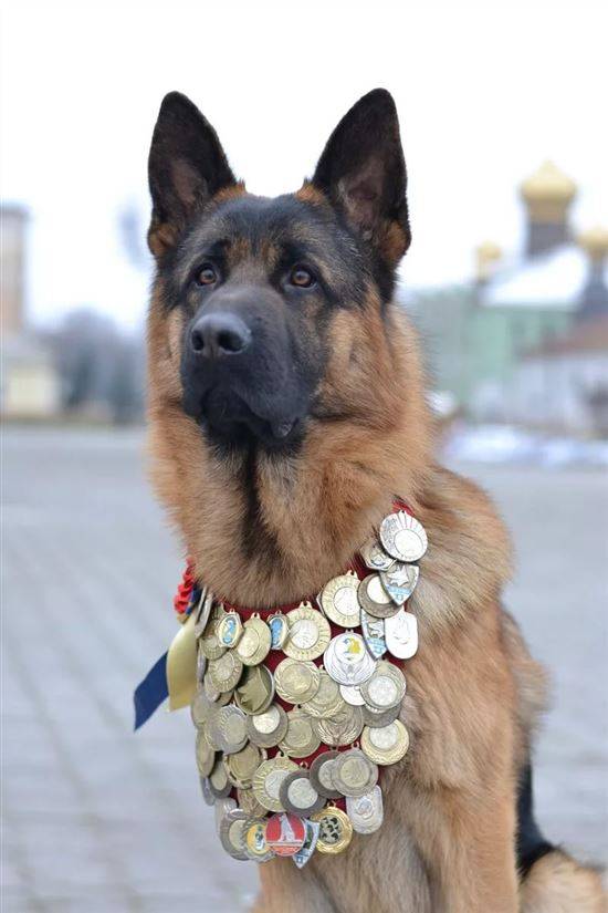 Овчарка с медалями фото Уголок Смеха. : Кают-компания Пятой