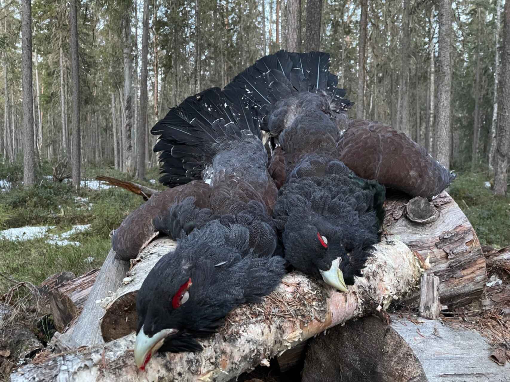 Как приготовить глухаря. Глухариный ток.