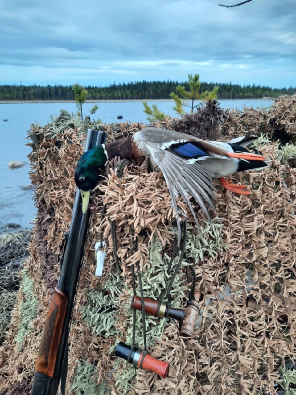 Изготовьте охотничью. Охотничий лук народно нивхи. Засидки для охоты. Охота на селезня весной с подсадной. Охота на зайца снаряжение.