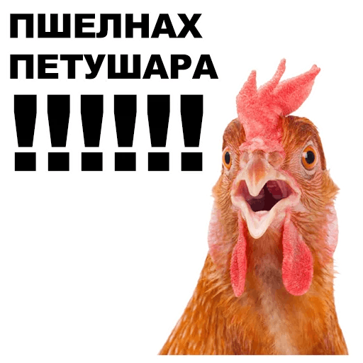 Петушара это. Петушара. Стикер петушара. Петушара надпись. Петух петушара.