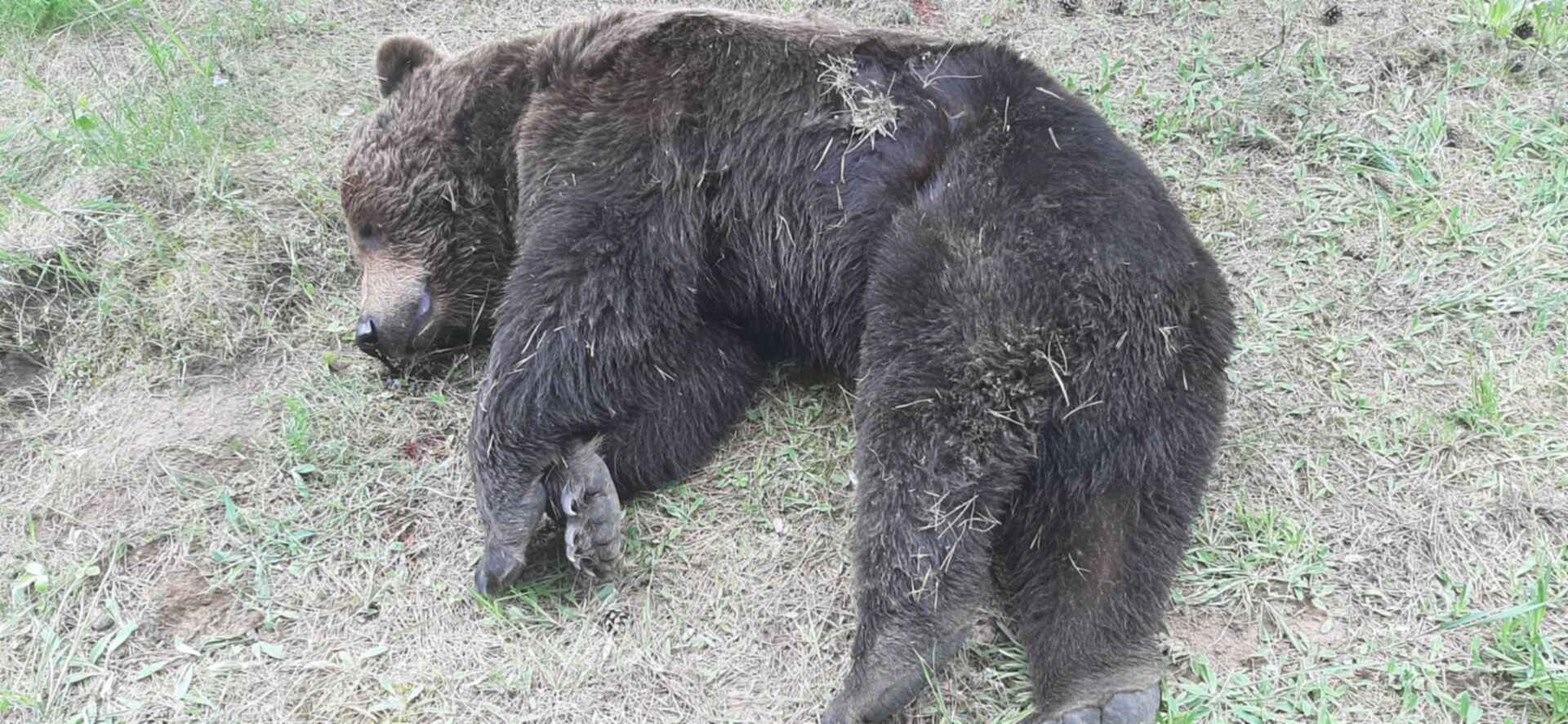 Охота на медведя 2. Медведь в Псковской области. Медведи в Псковской области охота.