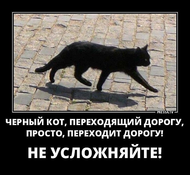 Кошка черная перебежала дорогу