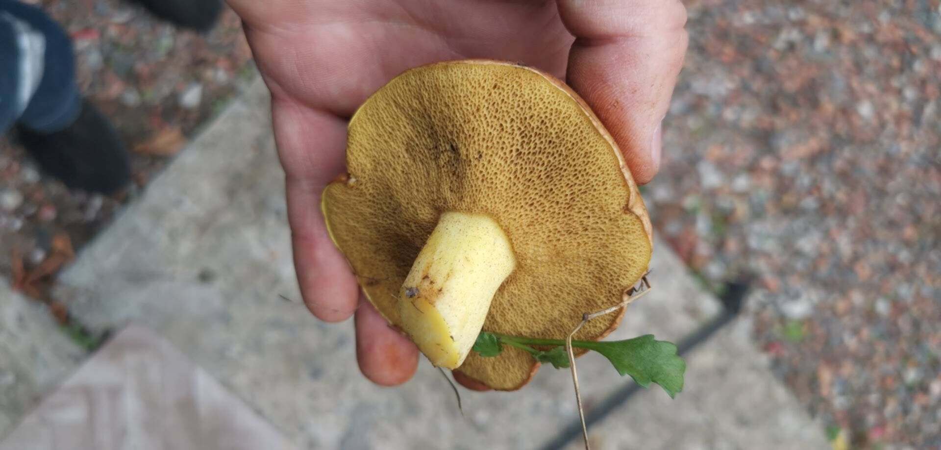 Fungus image