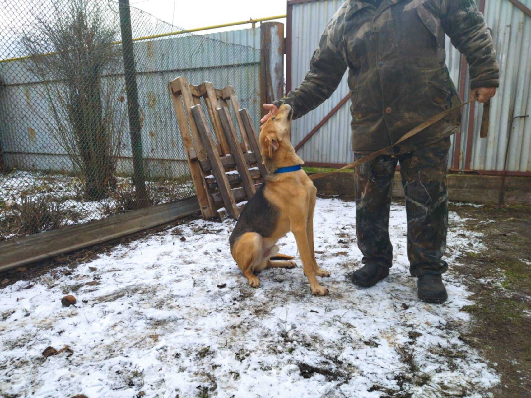 Купить Гончую Собаку В Городе Пензе