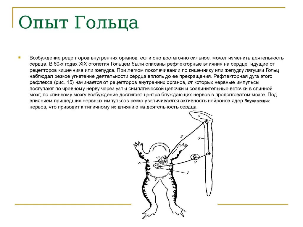 Рефлекс гольца физиология схема