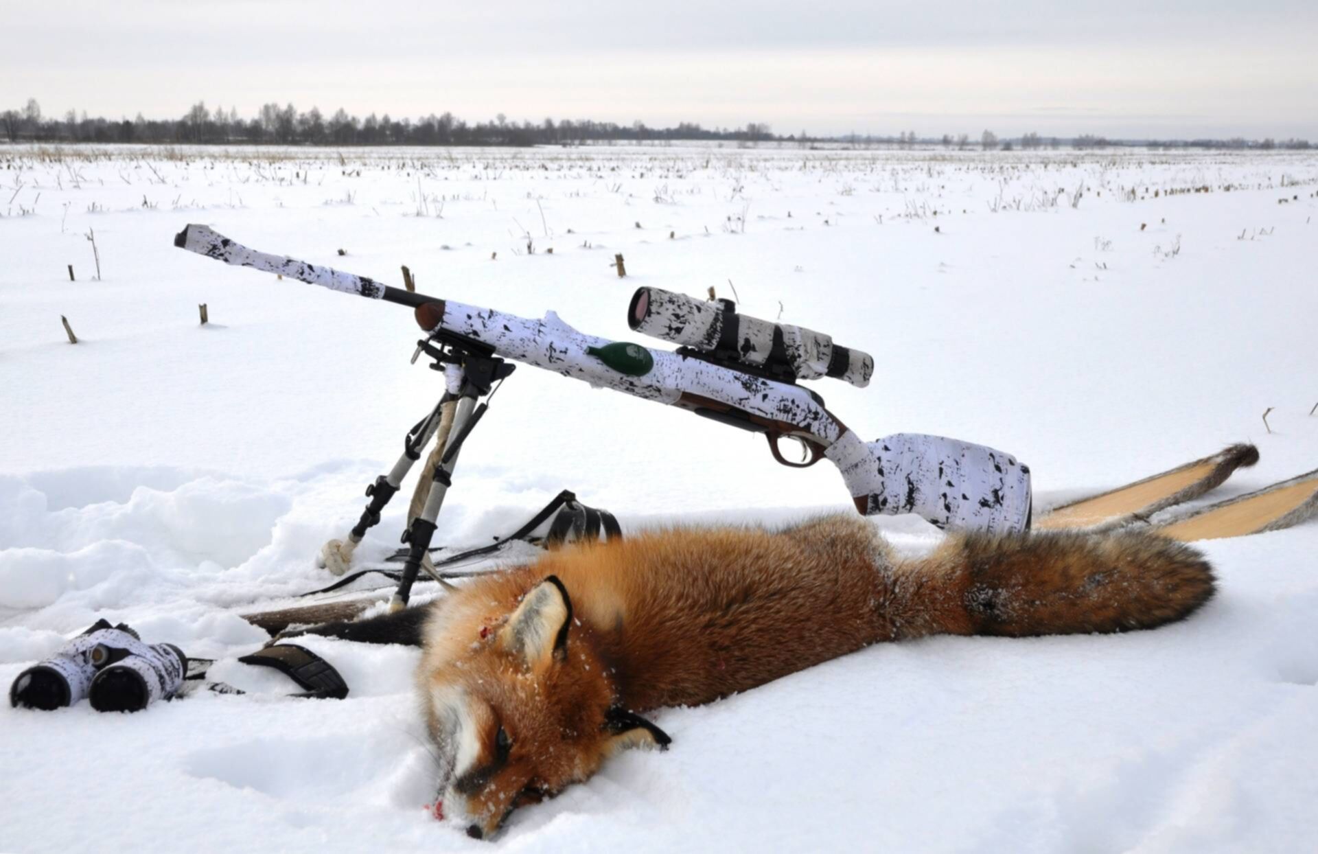 Лиса застрелила охотника