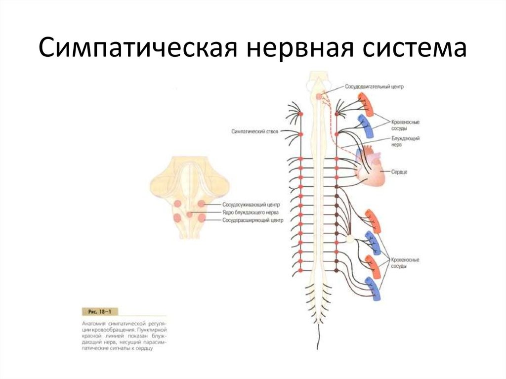 Схема выхода симпатических волокон и области их распространения