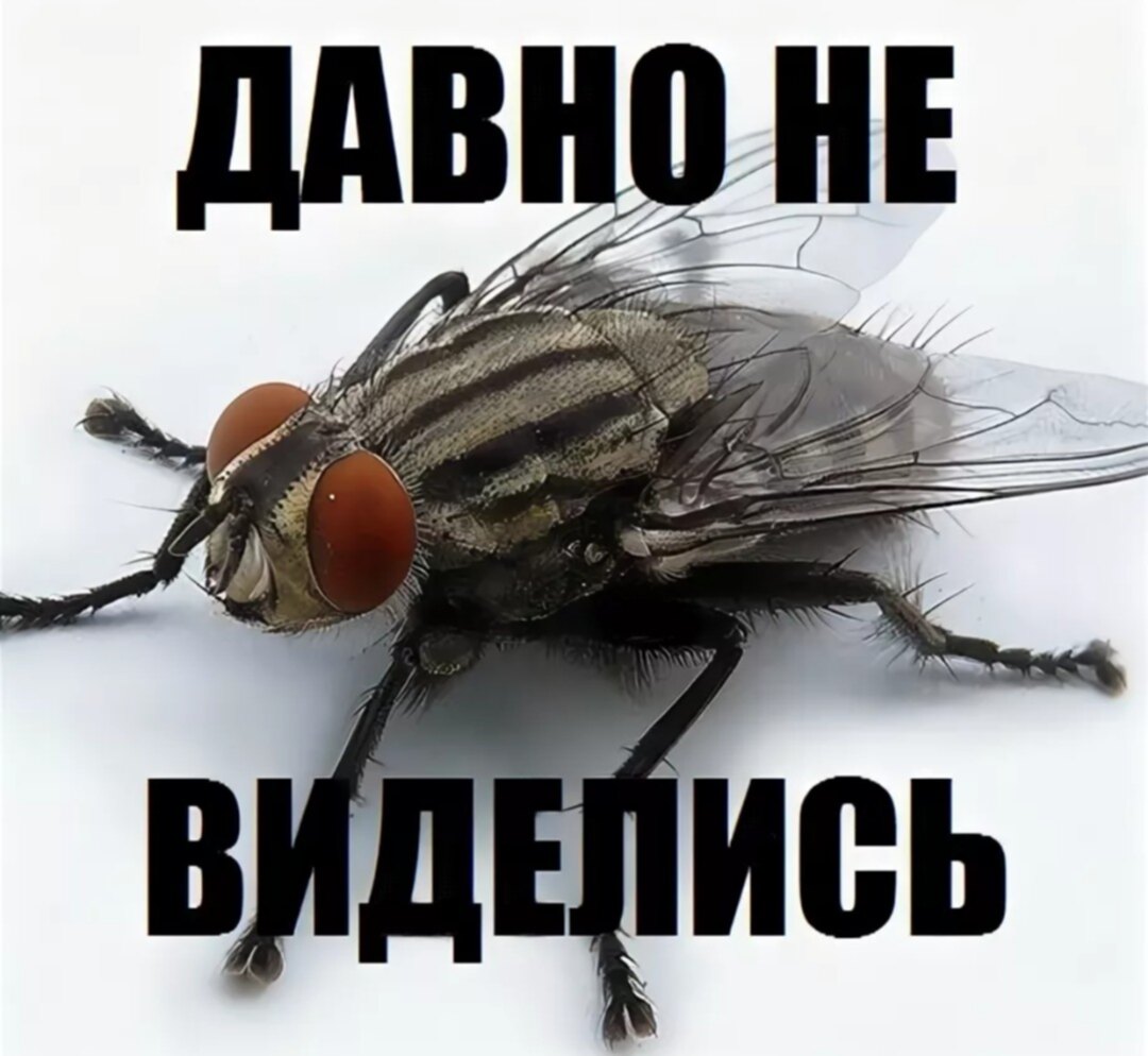 Скачай это бесплатное Фото на тему Муха мем и открой