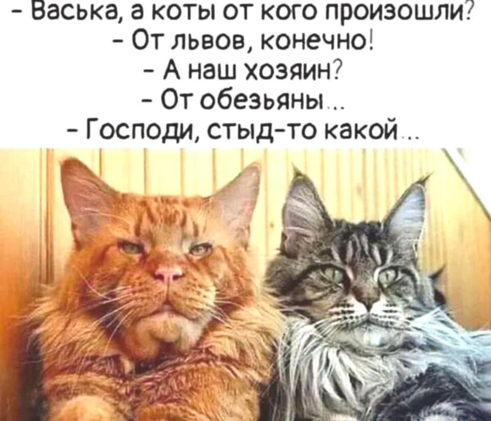 Васька а коты от кого произошли от Львов конечно