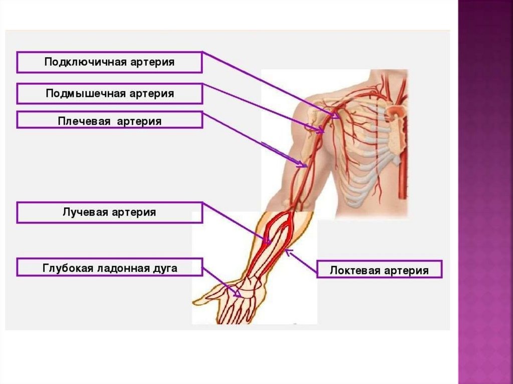 Зачем артерия. Схема артериального кровотока верхней конечности. Кровоснабжение верхней конечности артерии. Подключичная артерия верхней конечности. Артерии верхней конечности анатомия.