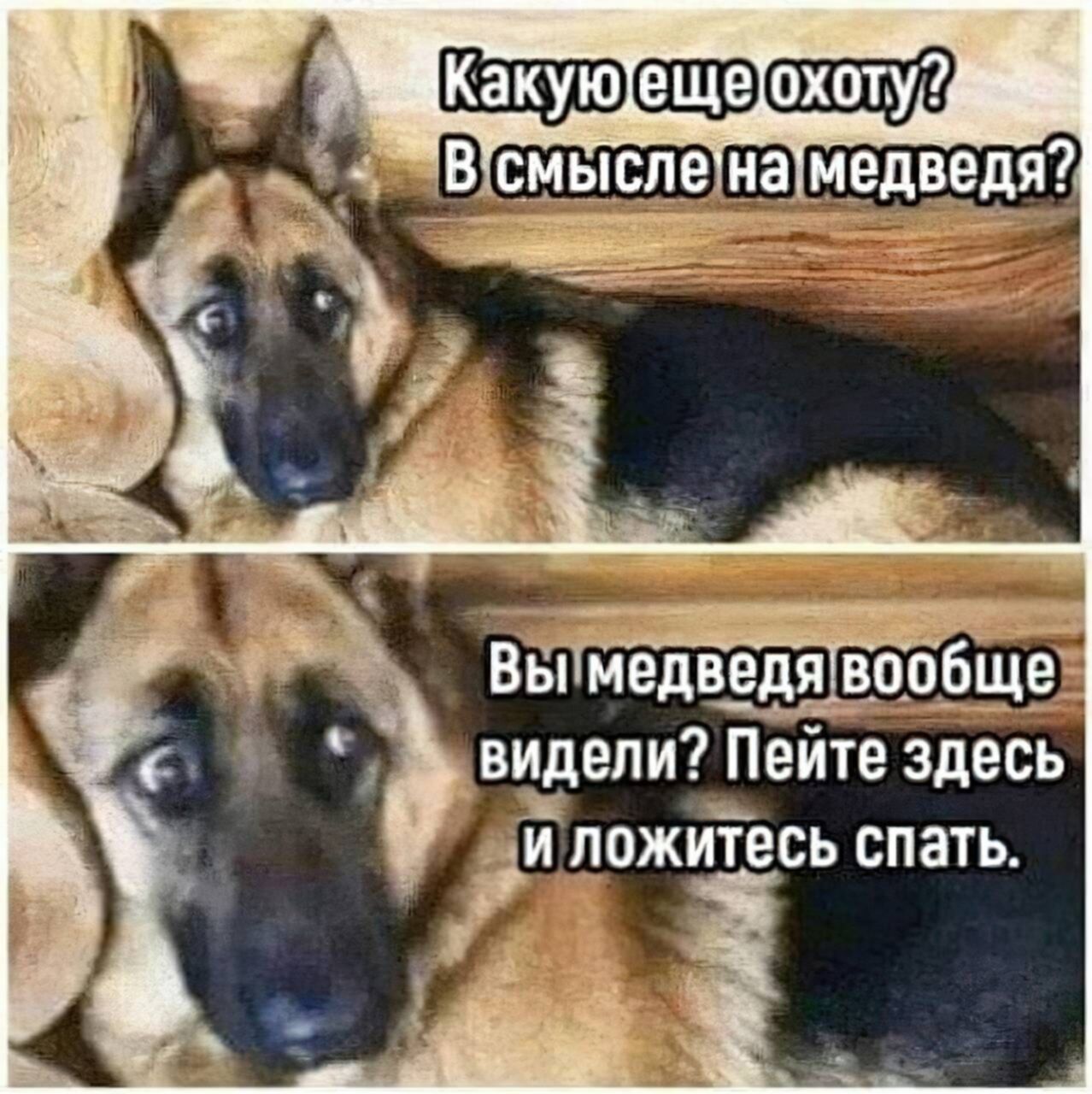 Собачий медведь