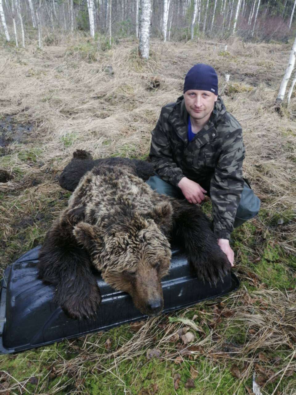 Фото Добытого Медведя