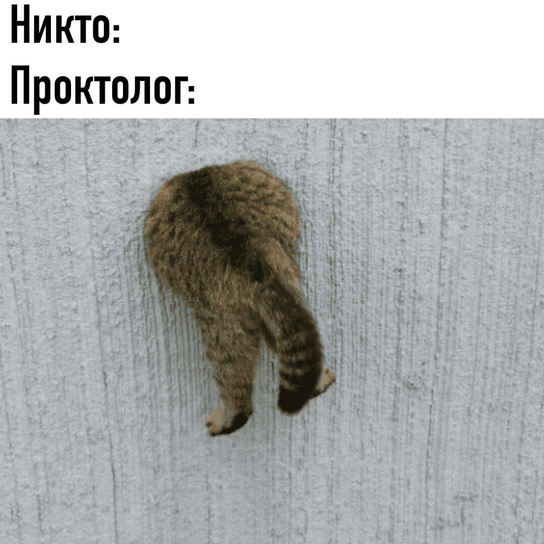 Кот застрял