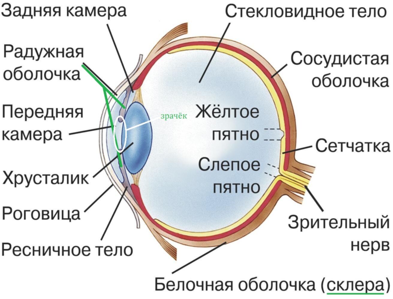 Оболочка глаза отвечающая за регулирование цветного потока